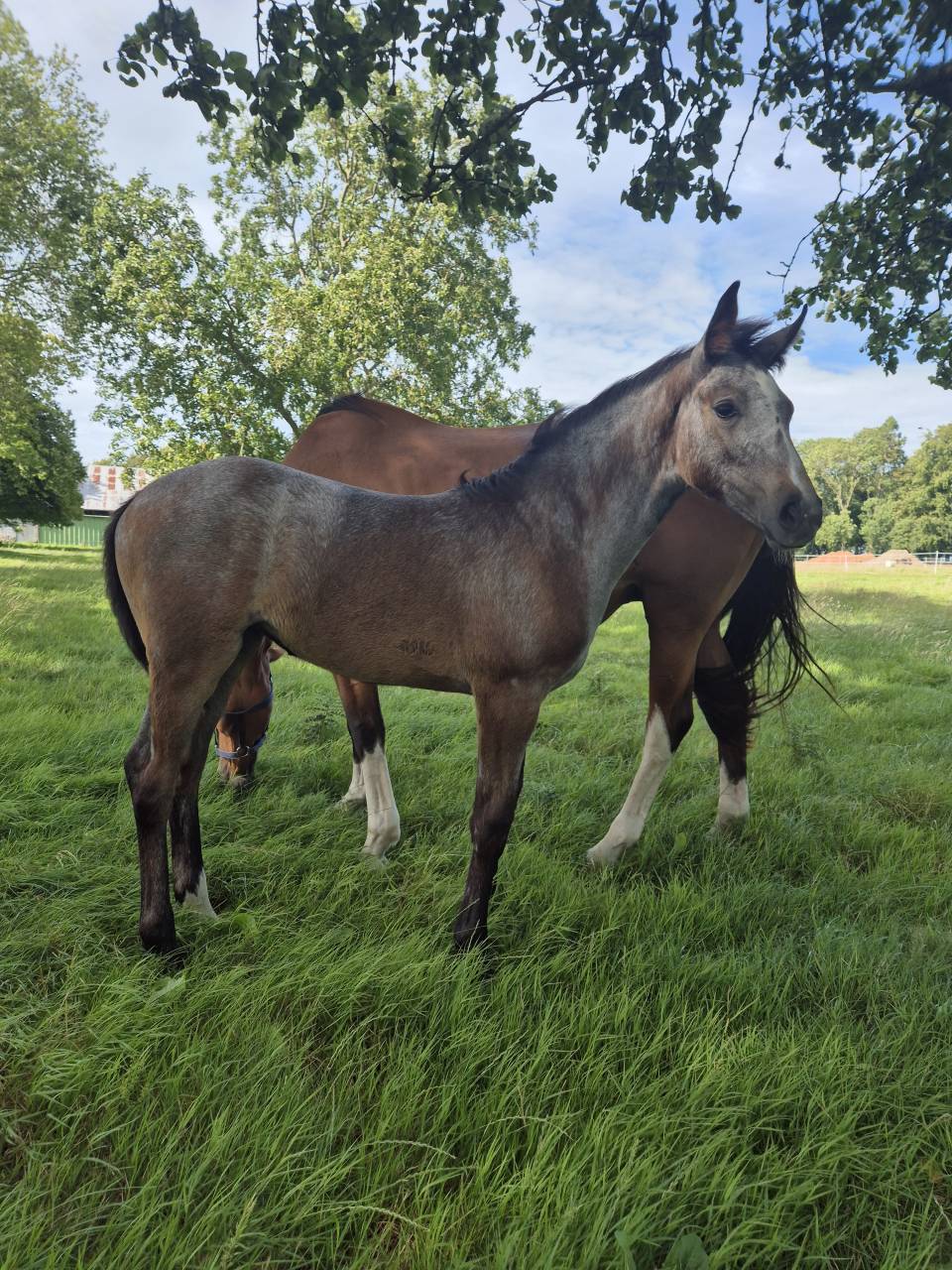 Pouliniere souche 5 etoiles 