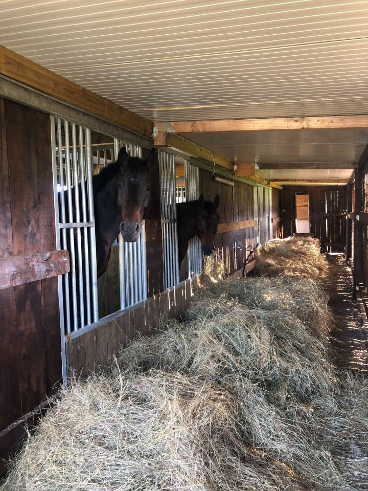 Pension valorisation / commerce - Écuries de Pramadel & Élevage SCF