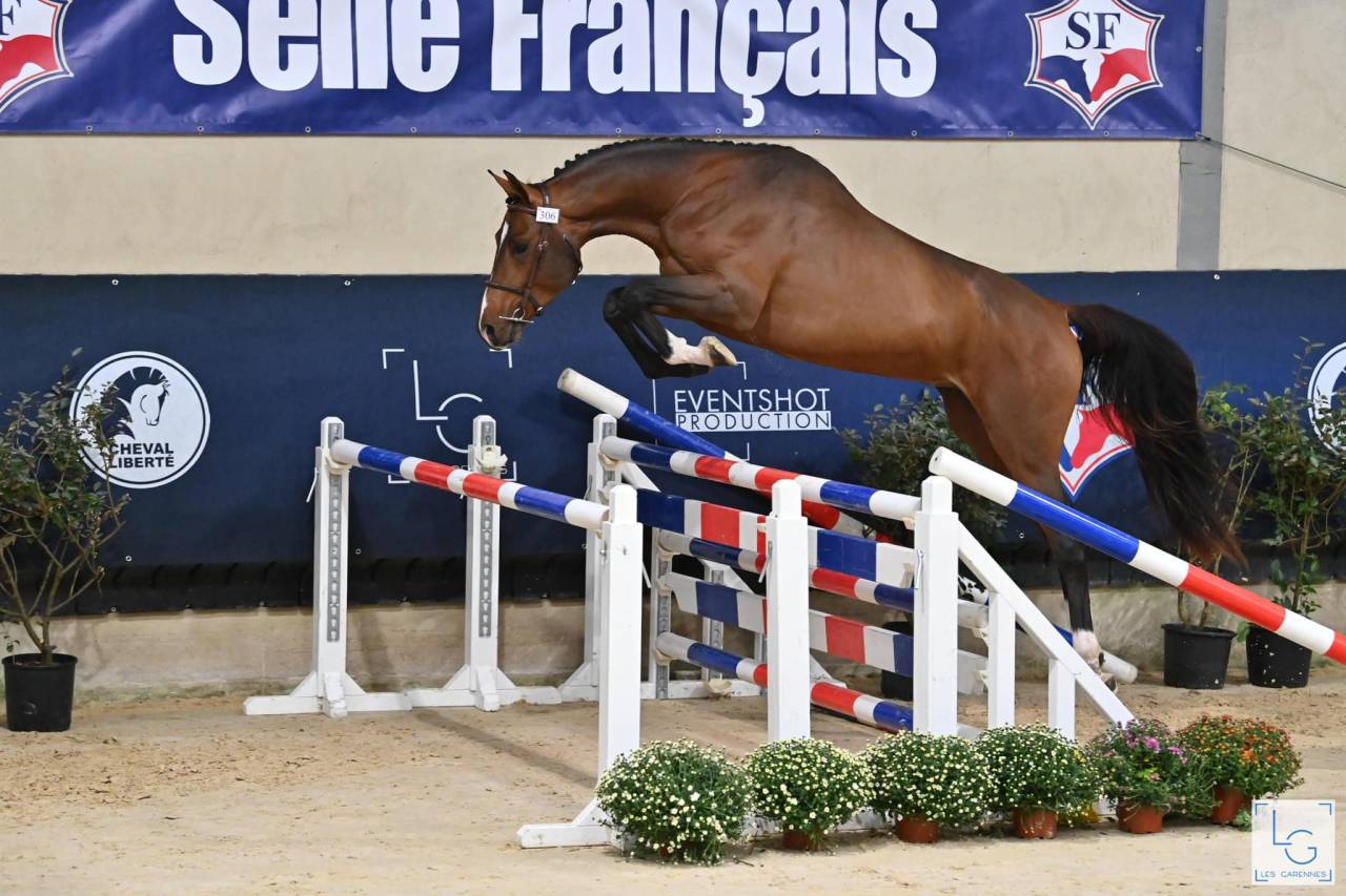 Pension valorisation / commerce - Écuries de Pramadel & Élevage SCF