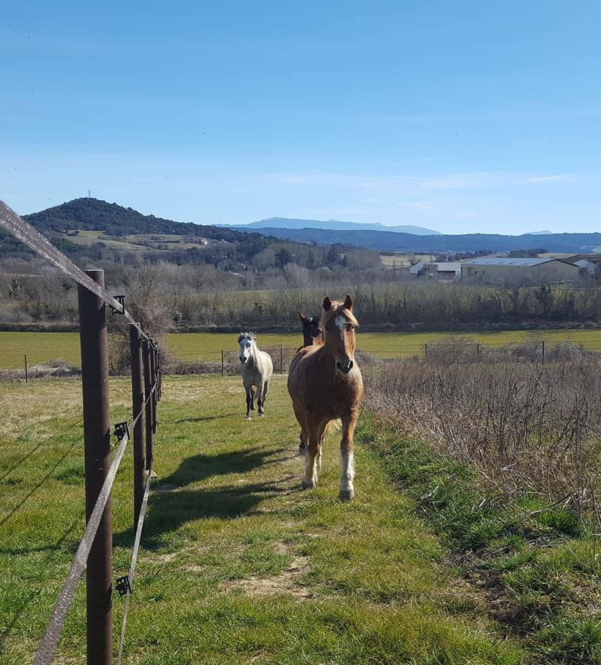 A LOUER STRUCTURE EQUESTRE 1.5 HECTARE 