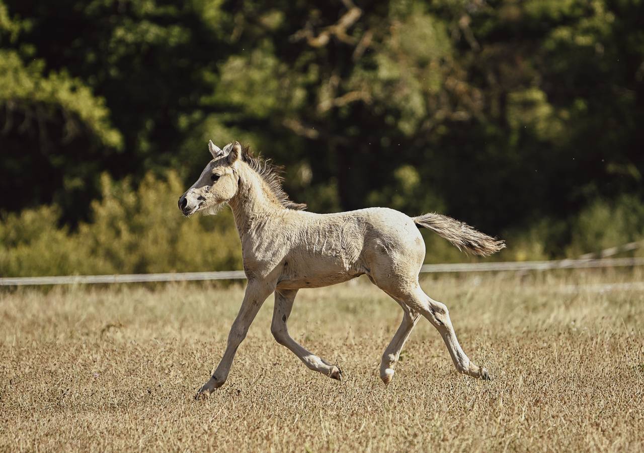 Poney PFS