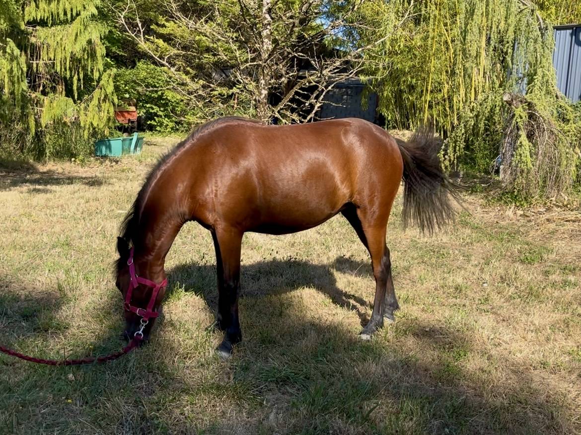 Pouliche Welsh Part Bred de 2 ans