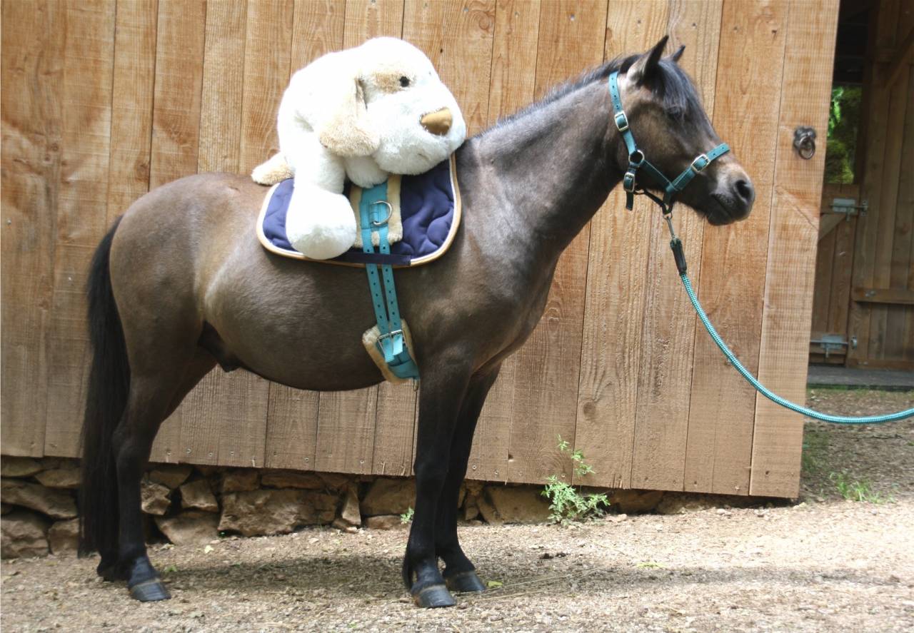 Gentil et joli Poney partbred Caspien