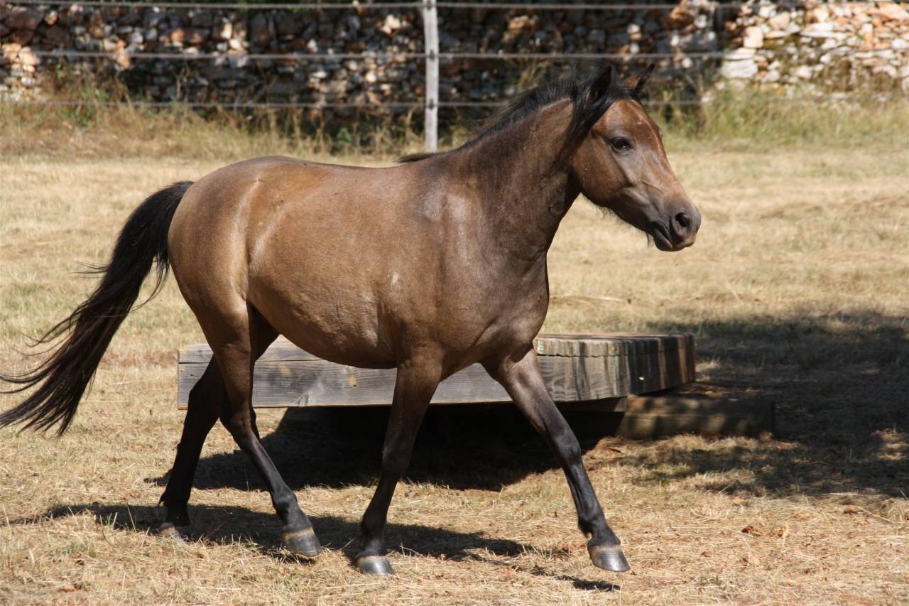 Gentil et joli Poney partbred Caspien