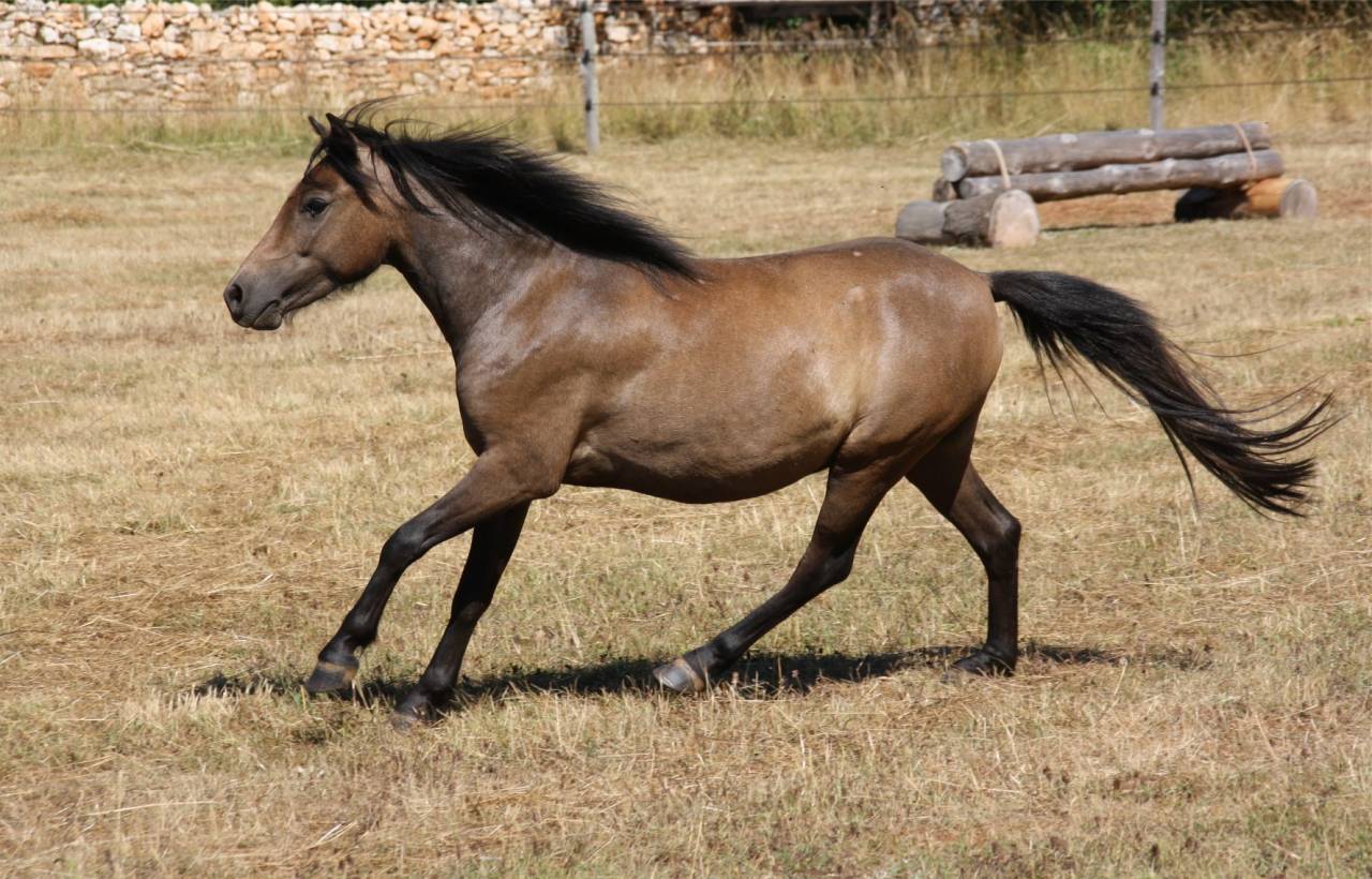 Gentil et joli Poney partbred Caspien