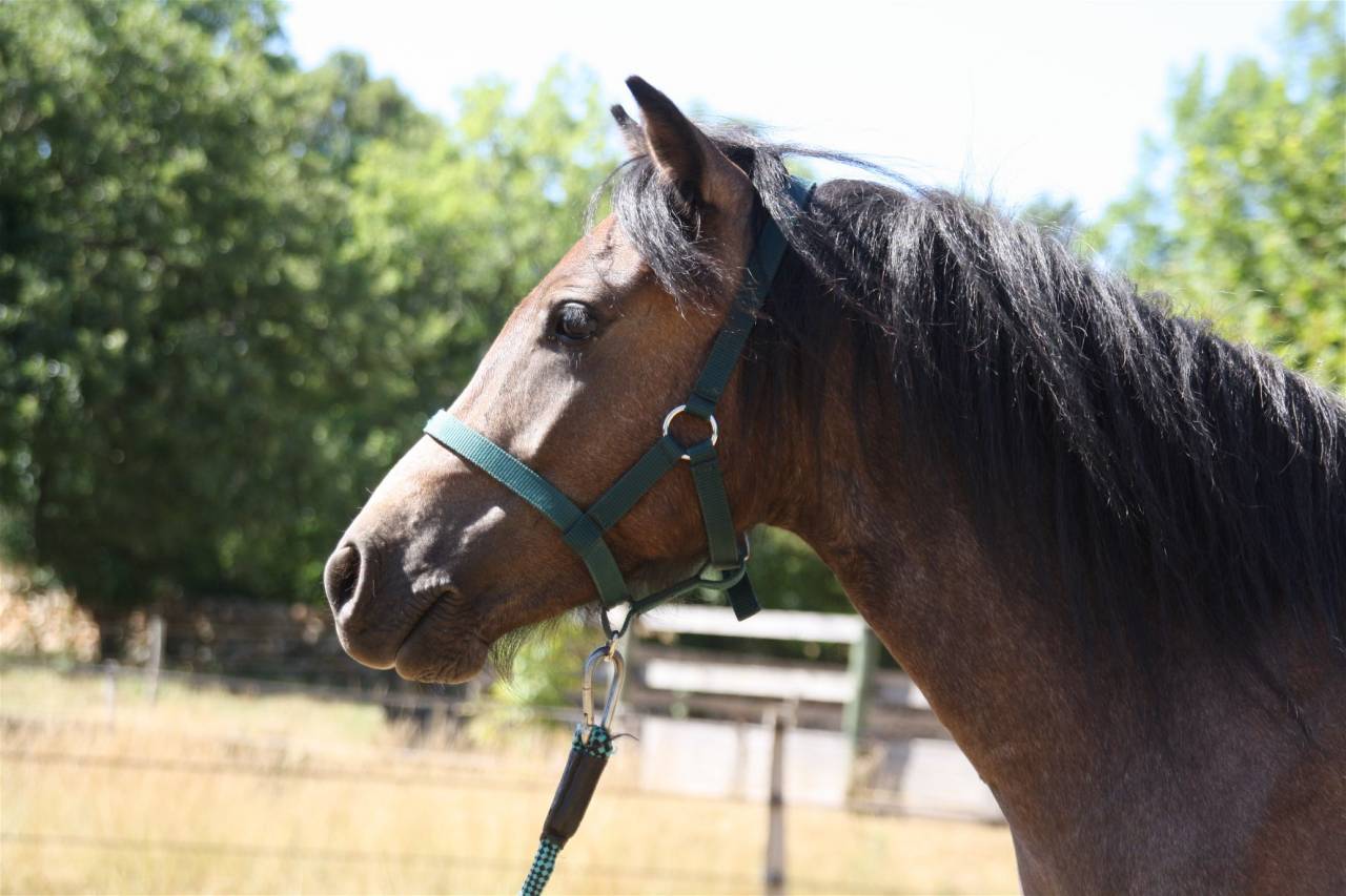 Gentil et joli Poney partbred Caspien