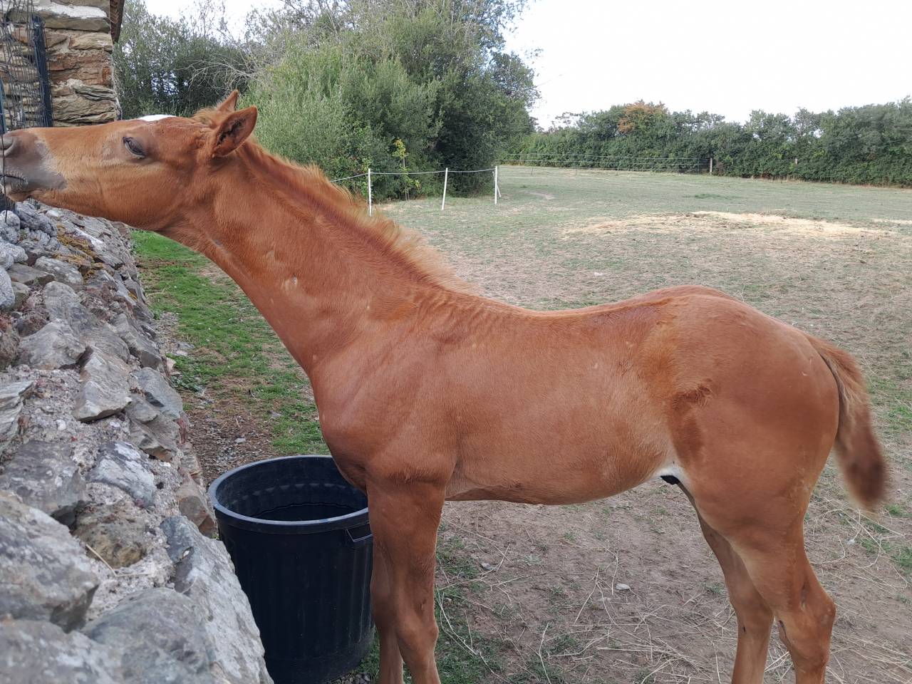 Poulain alezan par lumière lgs sfo 