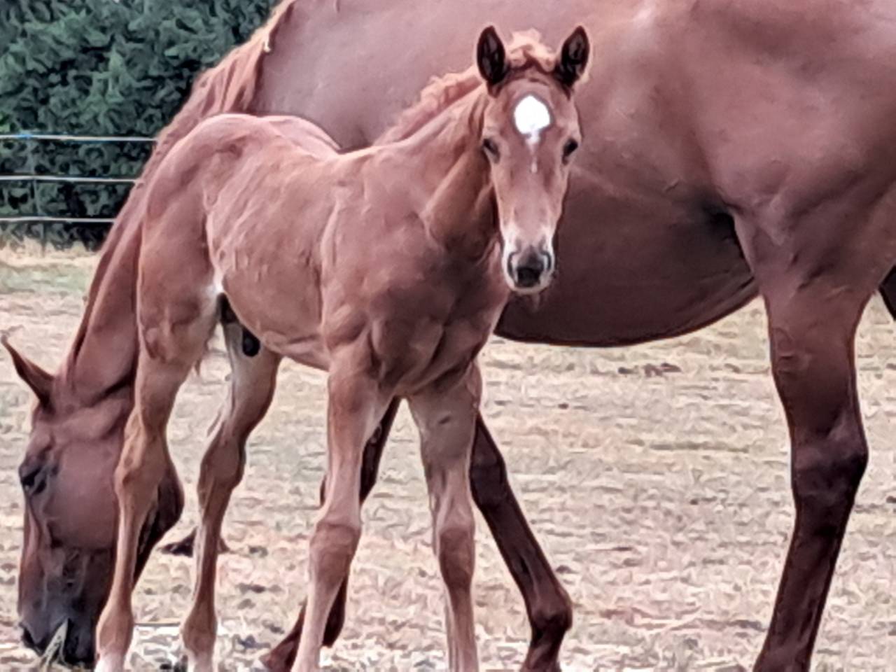 Poulain alezan par lumière lgs sfo 