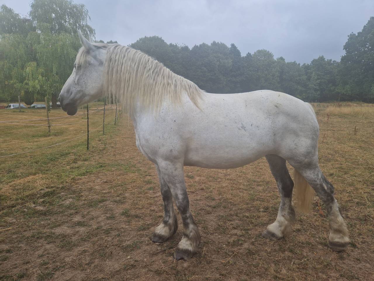 A vendre jument percheronne 