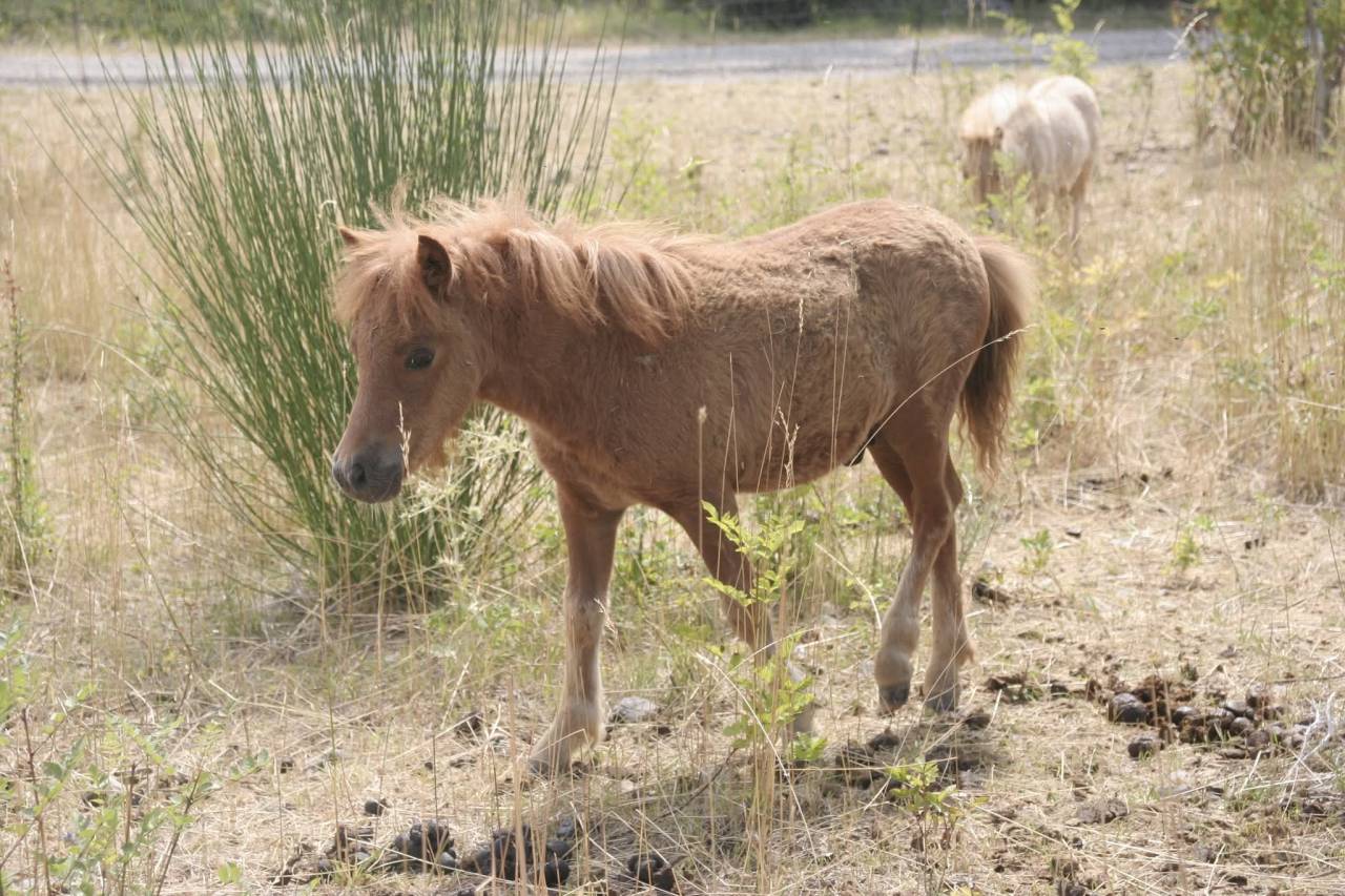 Poulain shetland PP