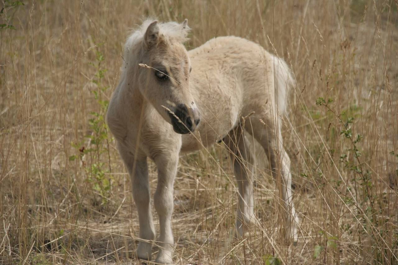 Poulain shetland PP