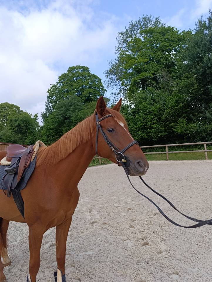 Jument TF - 1m58 - 5 ans