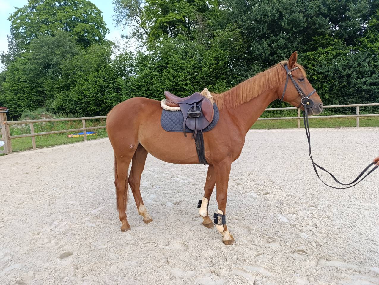 Jument TF - 1m58 - 5 ans