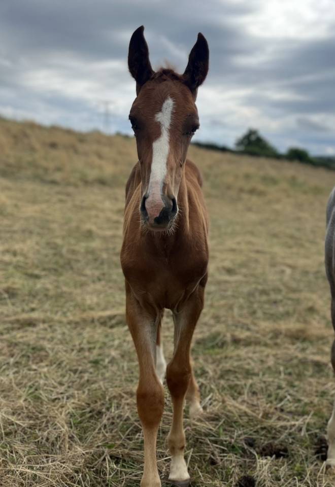 Vends ou échange foal sf mâle contre poulinière 