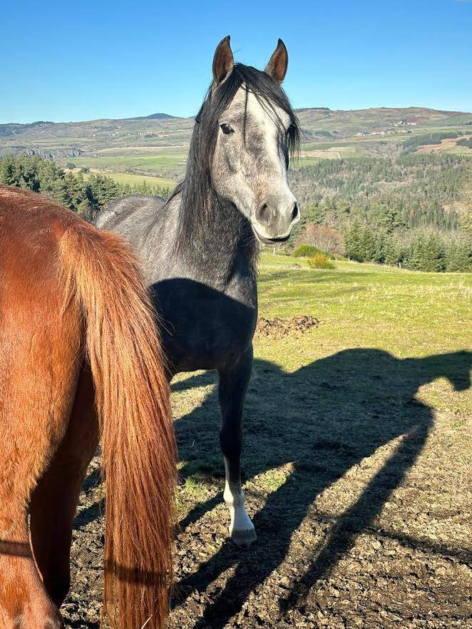 VENTE CHEPTEL PUR-SANG-ARABE