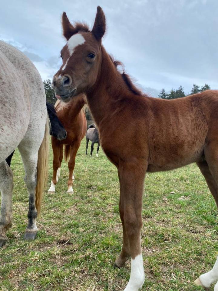 VENTE CHEPTEL PUR-SANG-ARABE