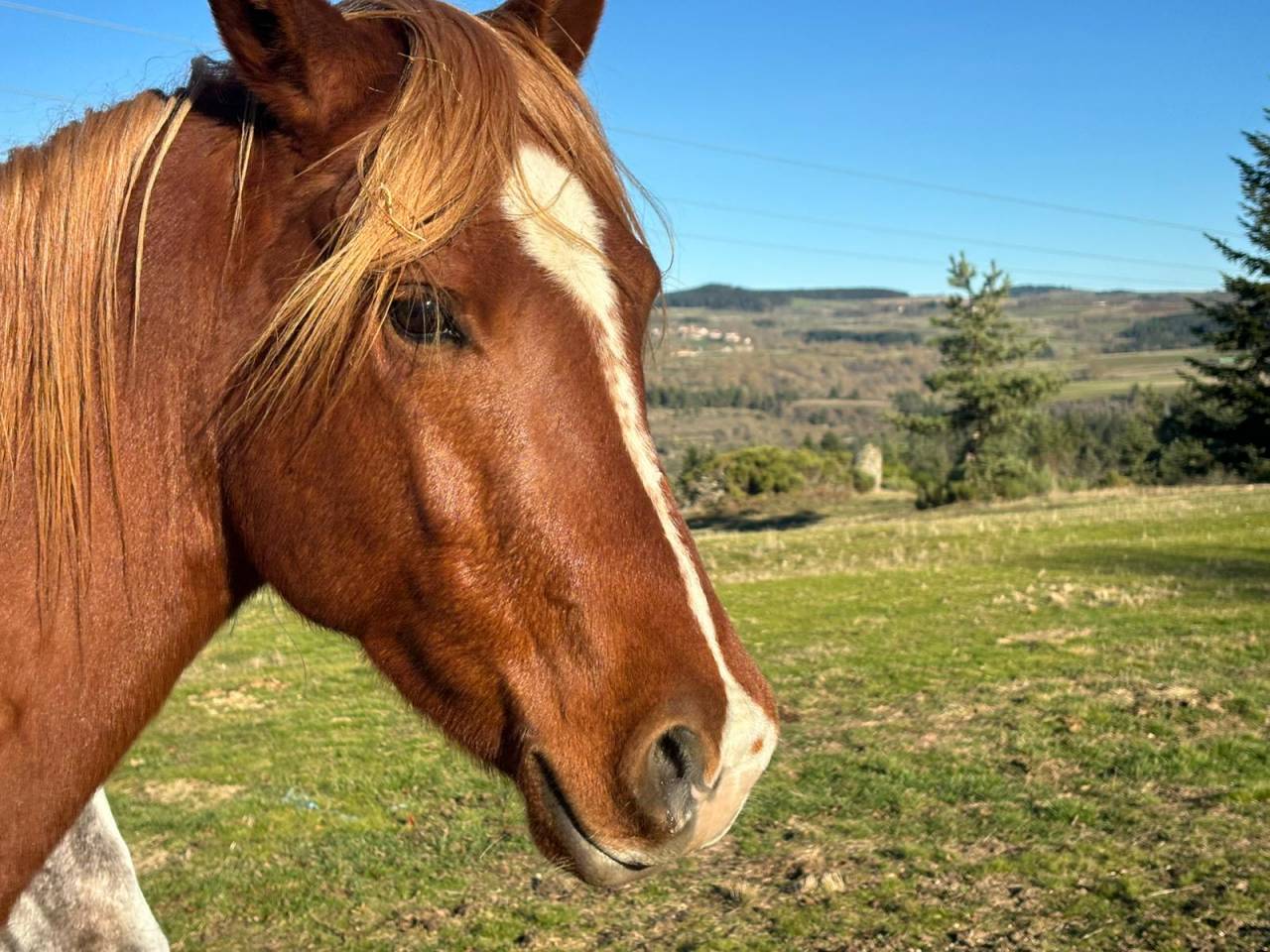 VENTE CHEPTEL PUR-SANG-ARABE