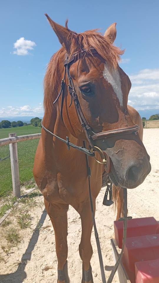 A vendre magnifique  alezan 1.75