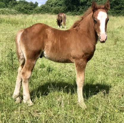 Poulain OC de type demi trait, RBP trait léger