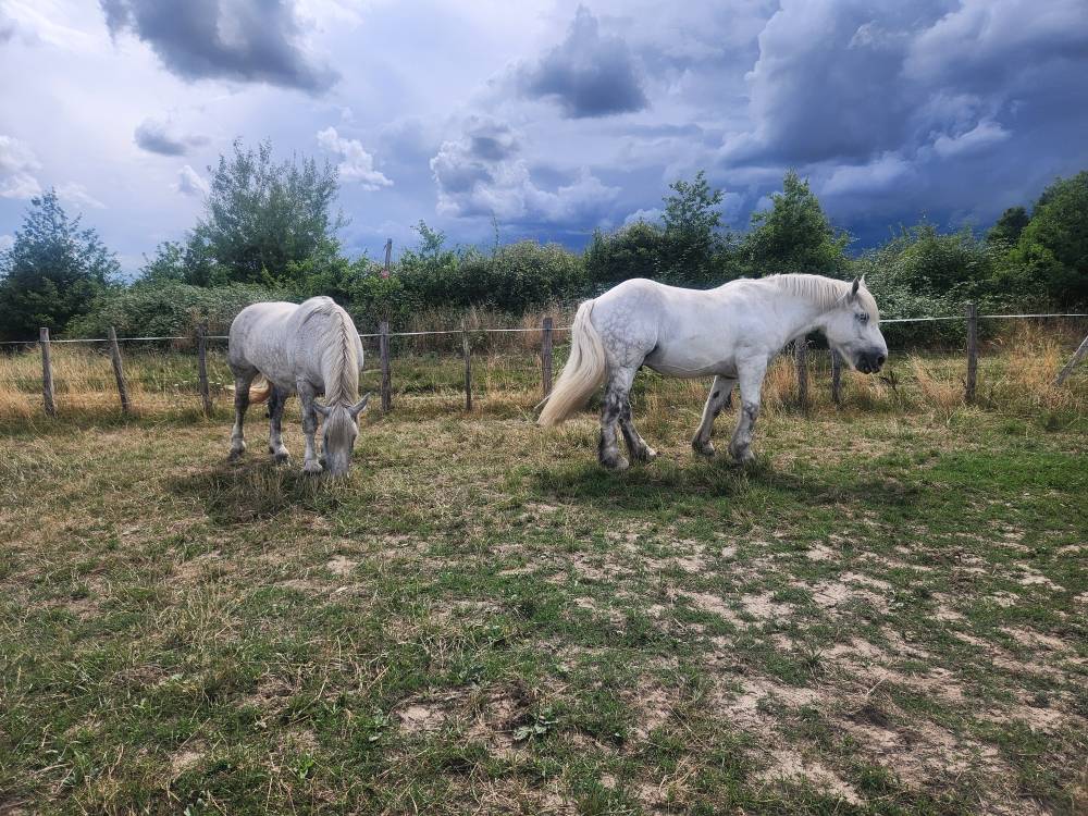 vends paire de percherons