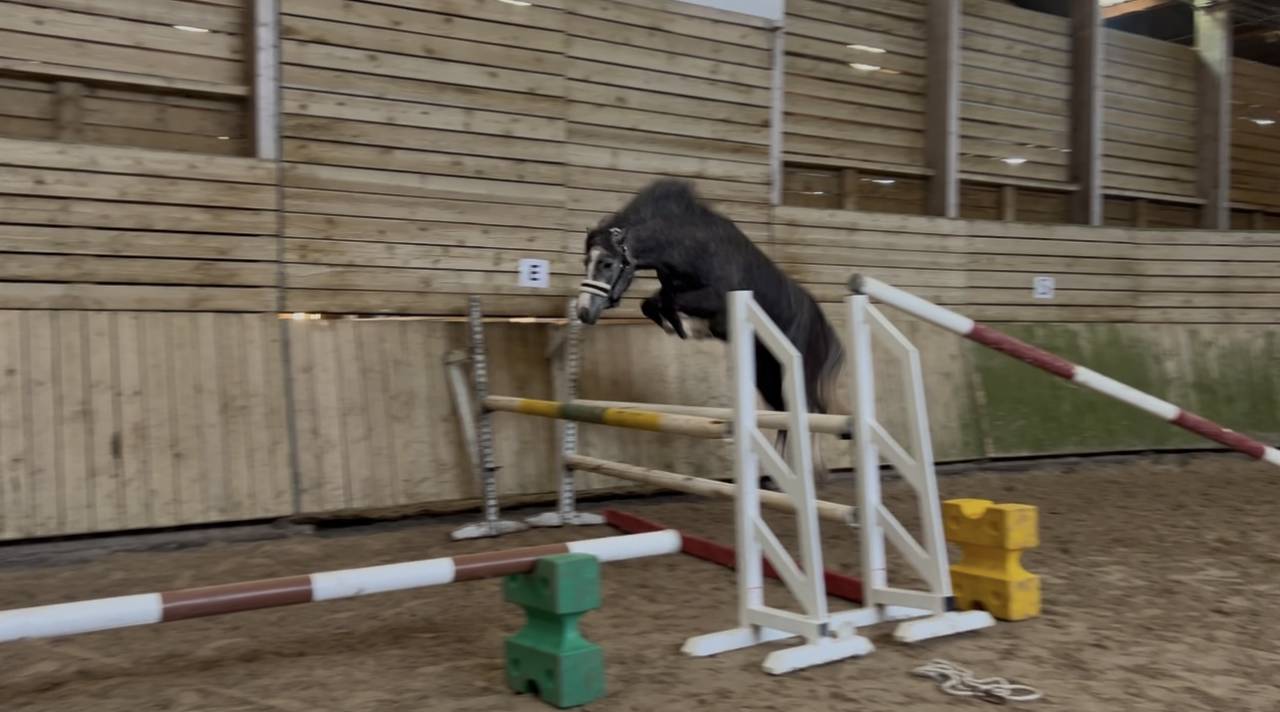 Mam’zelle osnard ponette 3 ans 