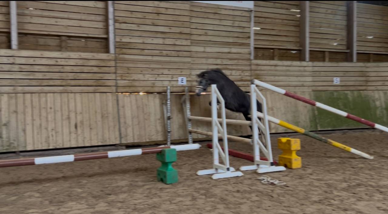 Mam’zelle osnard ponette 3 ans 