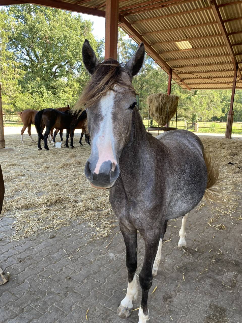 Mam’zelle osnard ponette 3 ans 