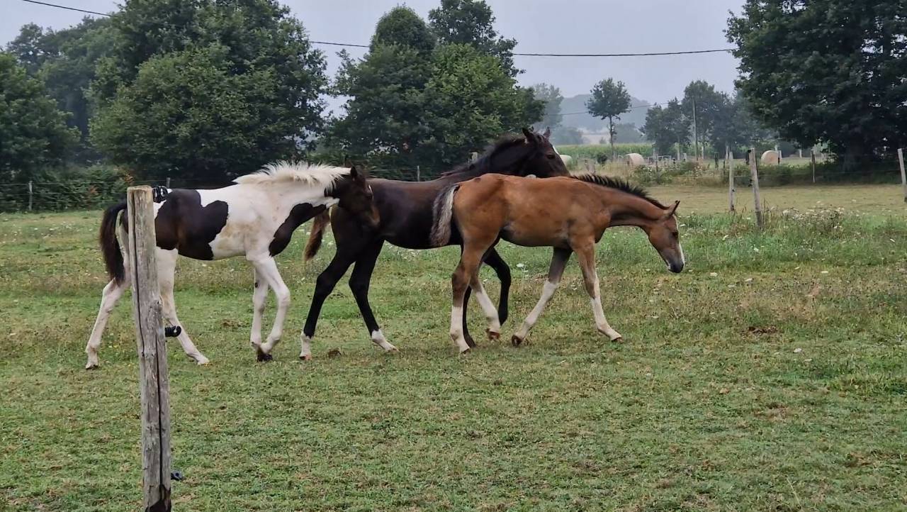Poulain et pouliche SF