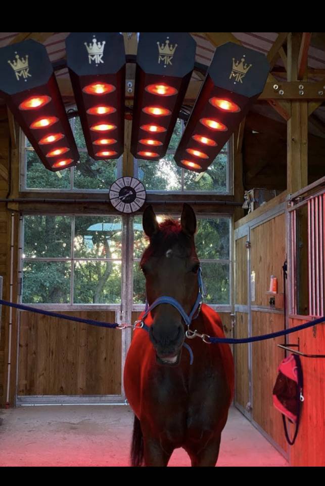 Pension chevaux et poneys 