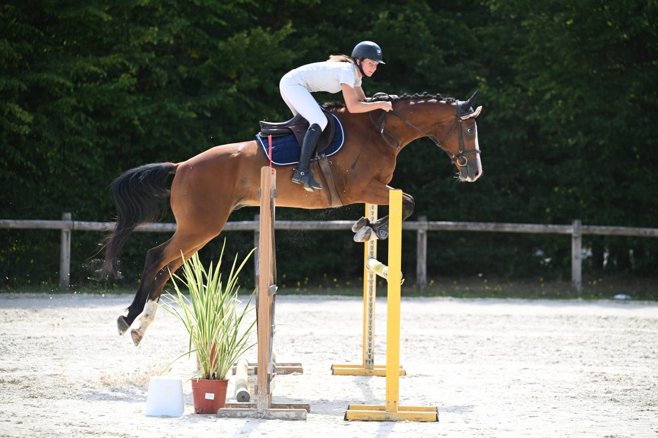 Hongre _ 5ans_ CCE HUNTER CSO