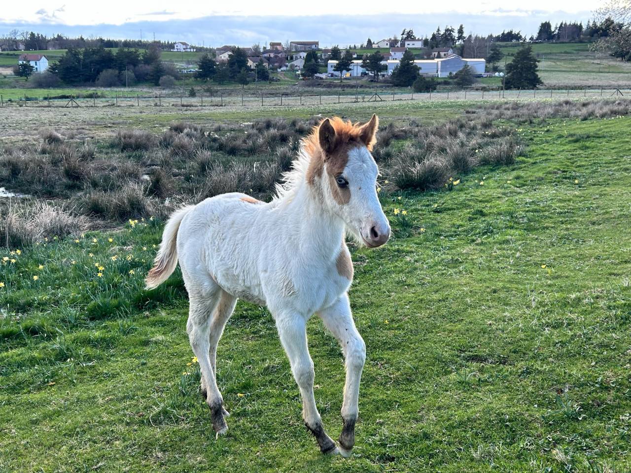 Pension cheval - &eacute;quipiste