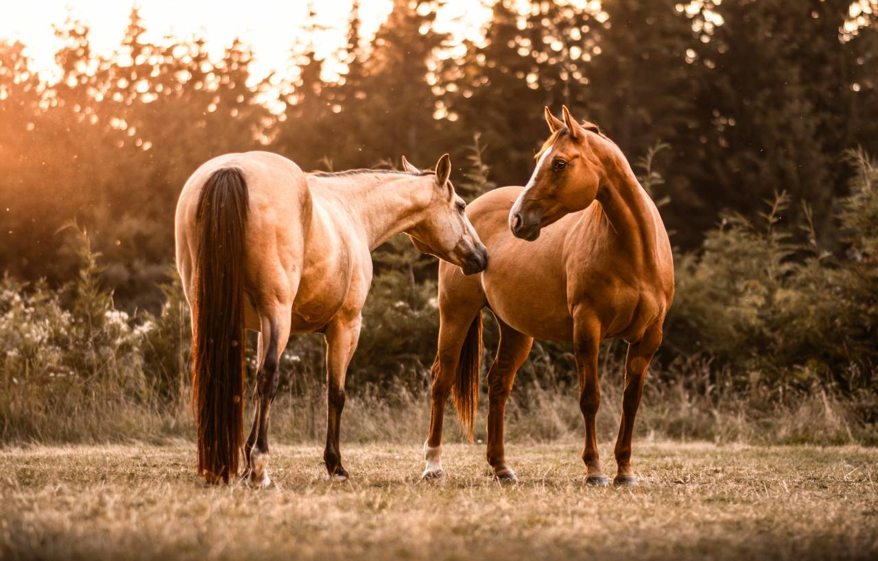 Pension cheval - &eacute;quipiste