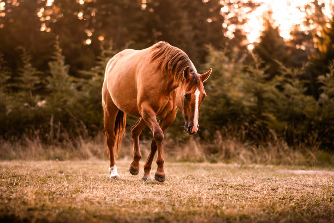 Pension cheval - &eacute;quipiste