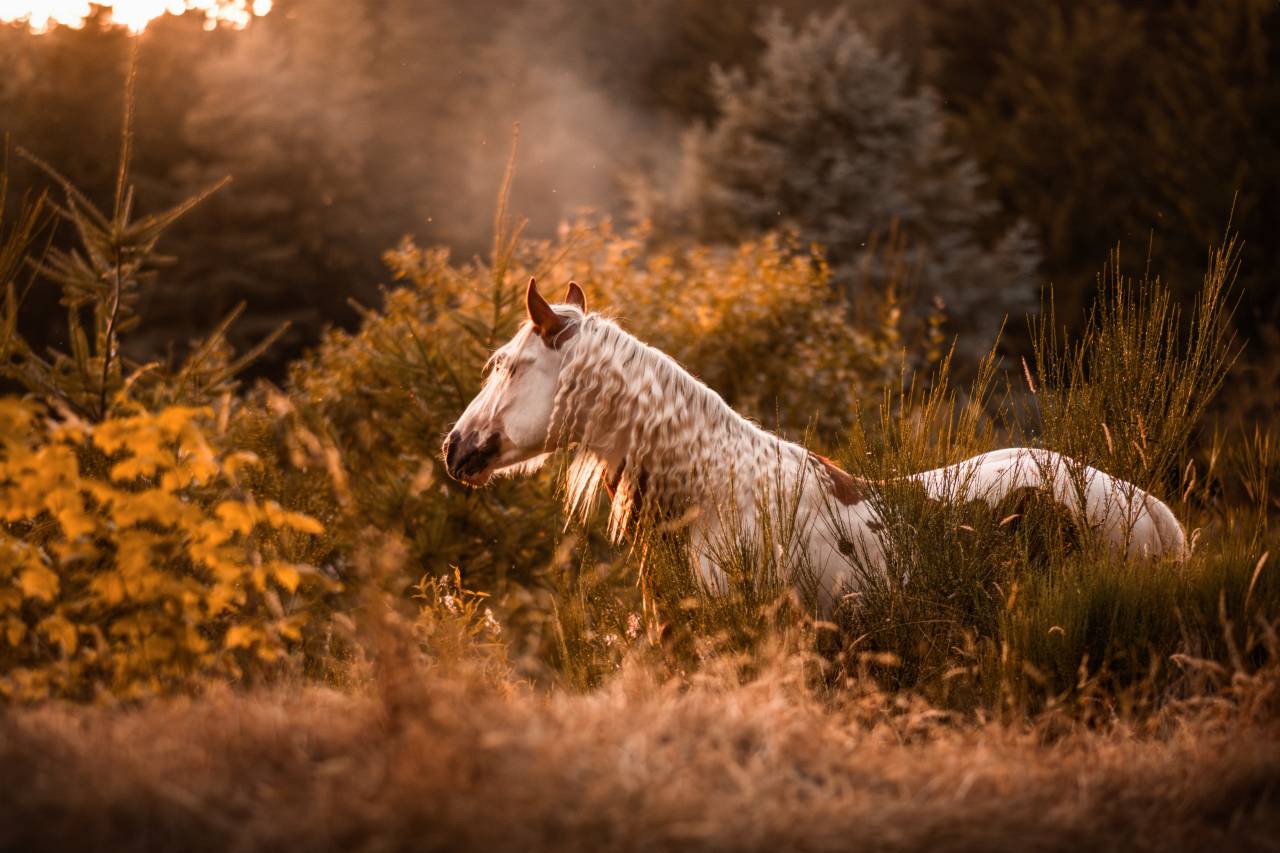 Pension cheval - &eacute;quipiste