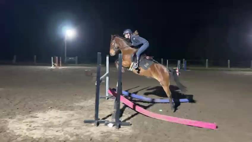 New Forrest - Jument, 5 ans