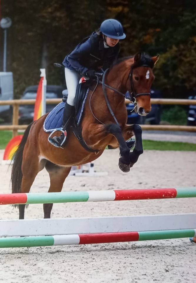 New Forrest - Jument, 5 ans