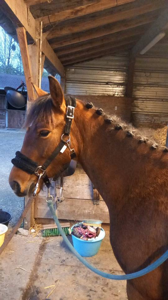 New Forrest - Jument, 5 ans