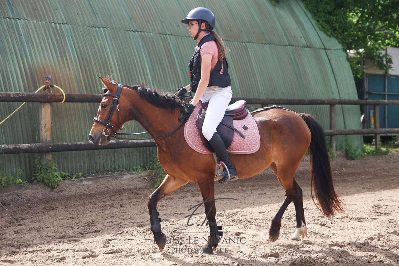 New Forrest - Jument, 5 ans