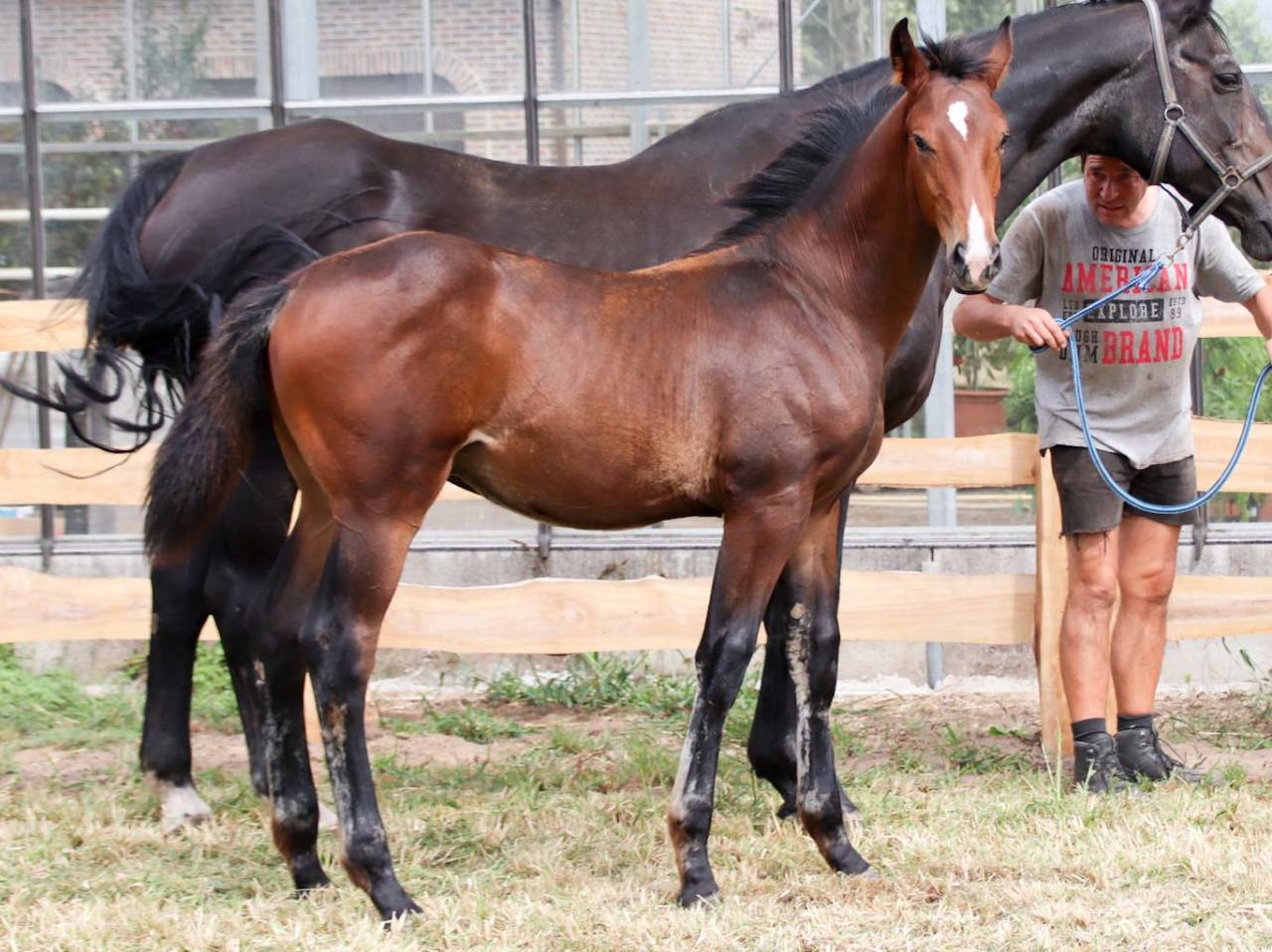 Poulain Dressage d'un ligne Grand Prix