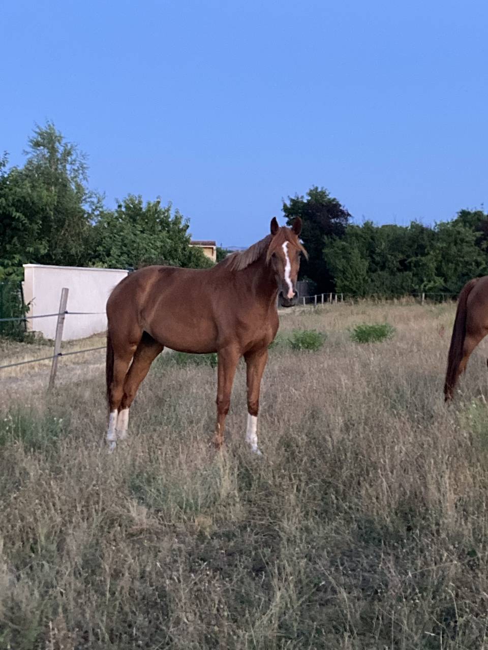 Jument 7 ans classé 115