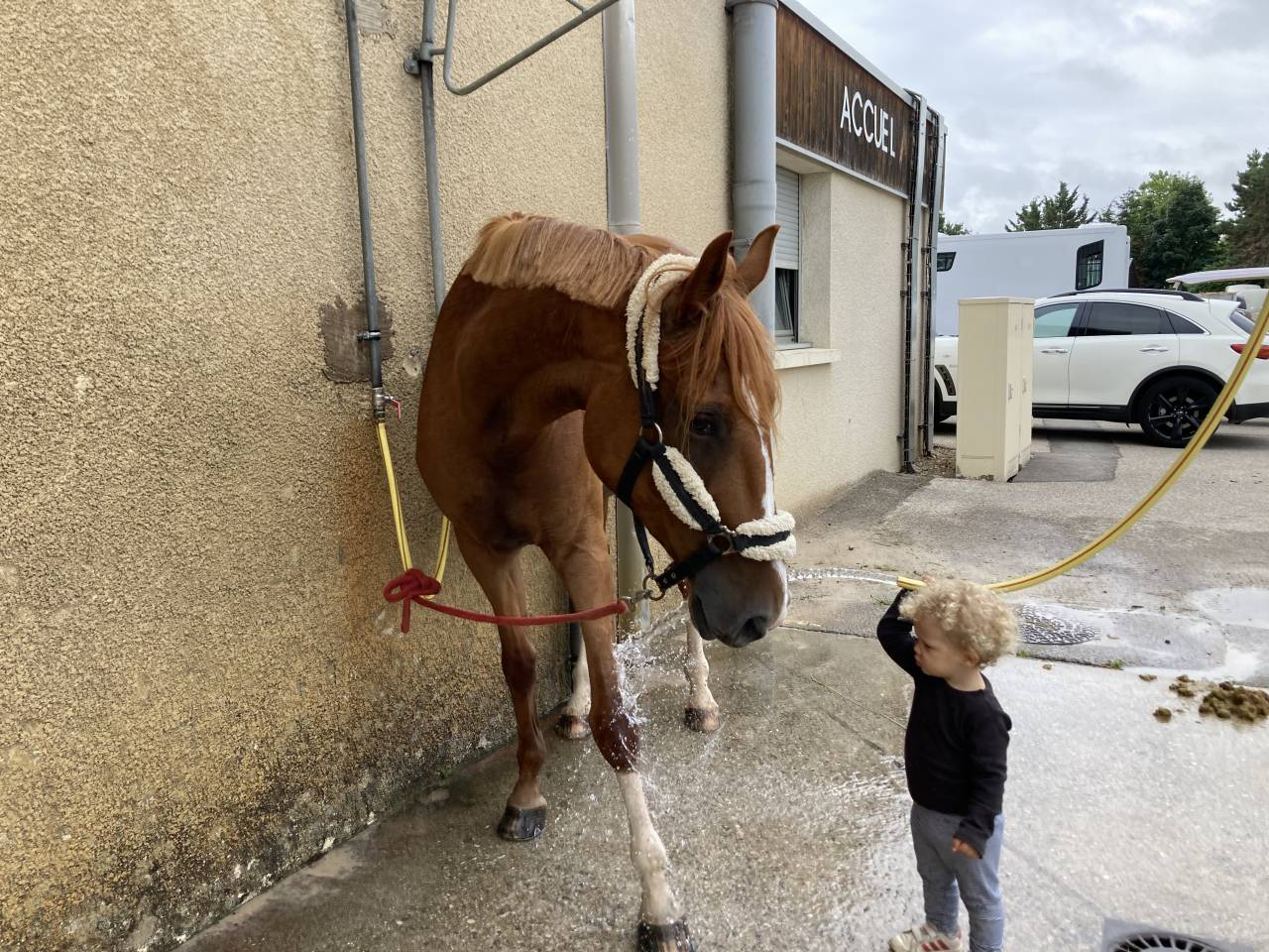 Jument 7 ans classé 115