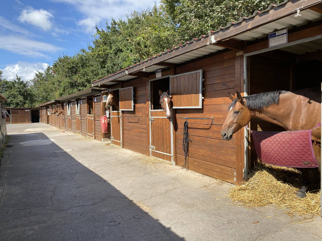 Pension et demi pension chevaux, poneys proche Nancy