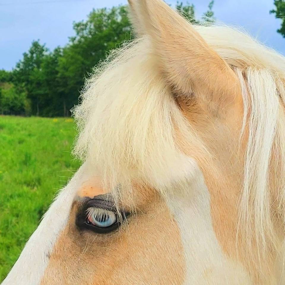 Formidable jument de loisir pie palomino aux yeux bleus