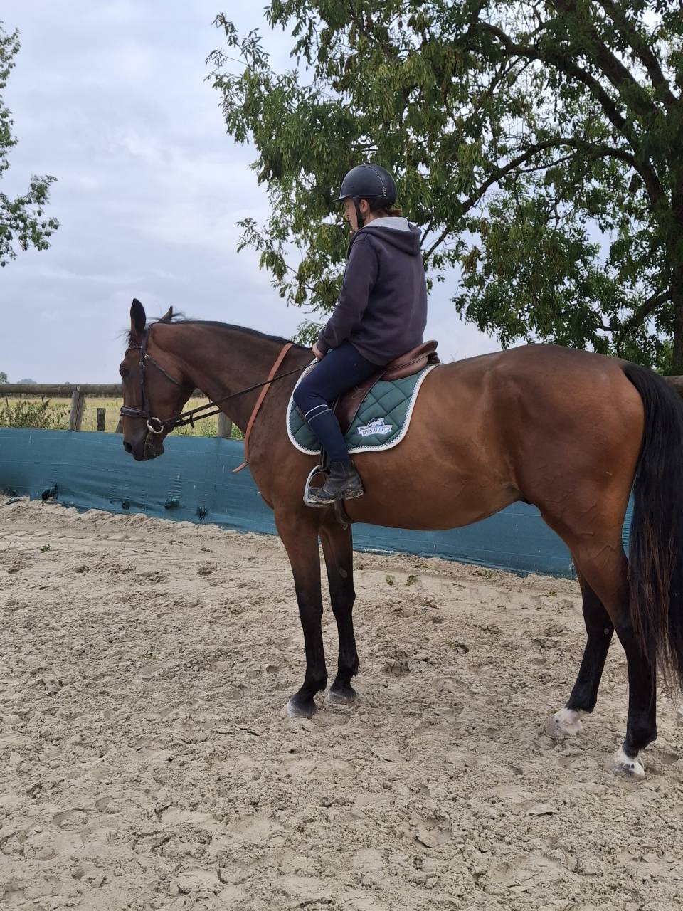 Hongre selle Français 3 ans 