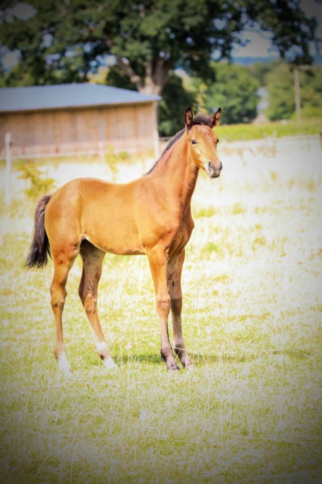 Pouliche excellente origines dressage