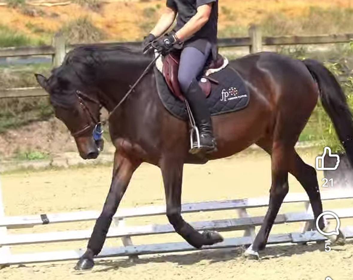 PONETTE PFS MAXI C
