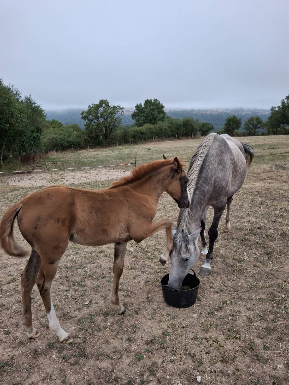 Jument PSA Loisir et poulinière, pleine (option suitée)