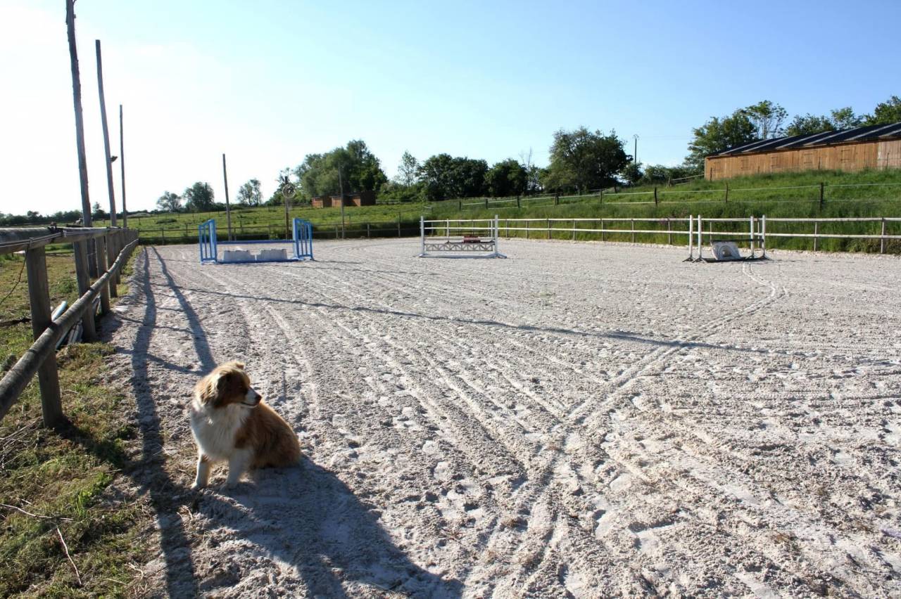 Pension cheval box / paddock 