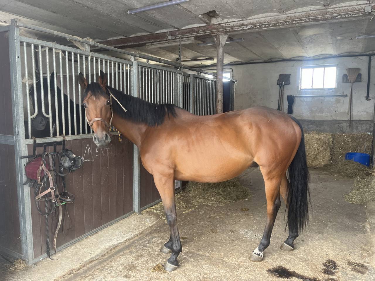 À vendre Espoir du Chanta 