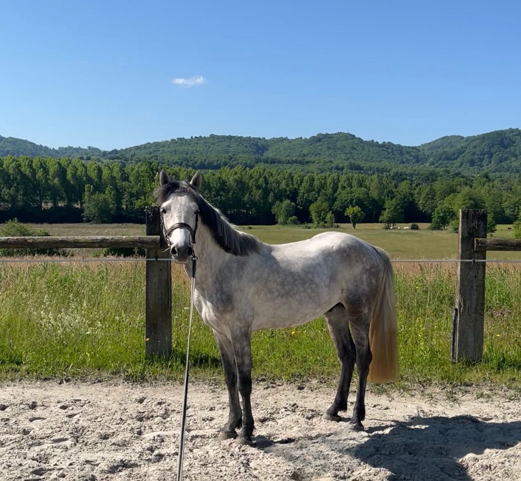 Entier Pfs 4 ans par Frenchcornet d’Odival